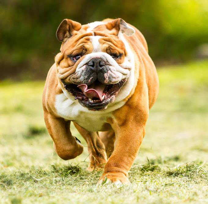 Veterinarian in Townsend, MA